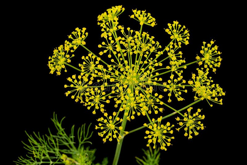 Umbrella flower of Dill, used in kitchen cooking to flavor, isolated on black background