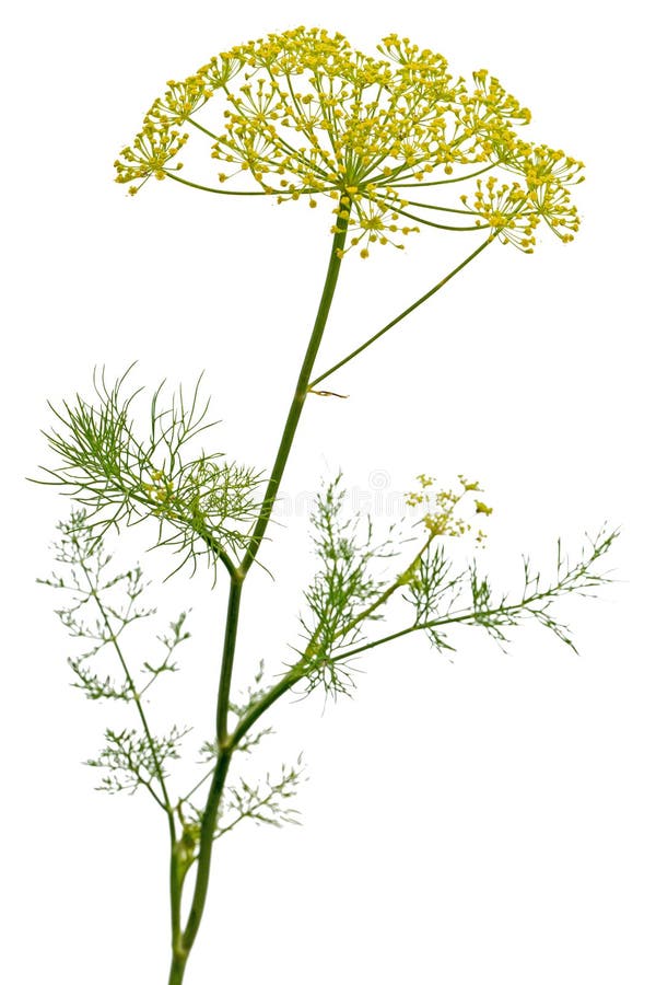 Umbrella flower of Dill, used in kitchen cooking to flavor, isolated on white background