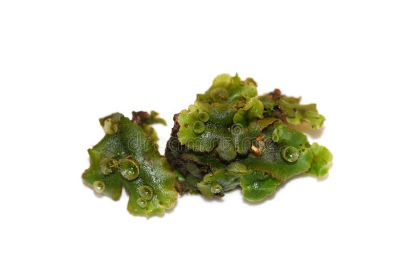 Marchantia polymorpha liverwort