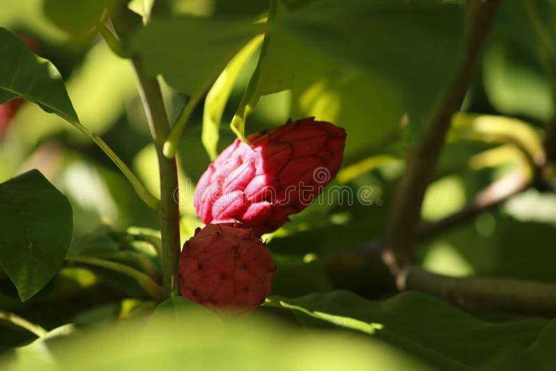 Umbrella Fruit stock photo. Image of ripe, superfood 34910630