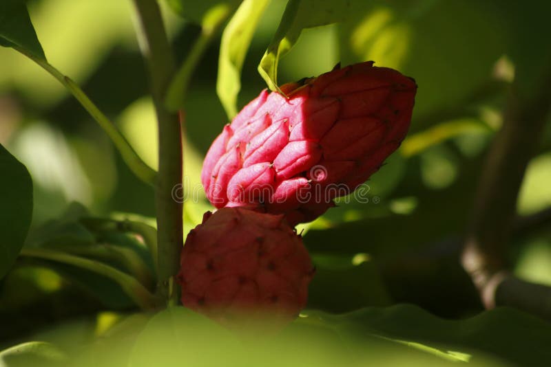 Umbrella Fruit stock image. Image of citrus, maturing 34910605