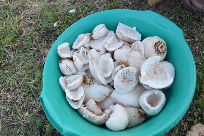 Umbrella Mushrooms Grow in the Forest after Rain Stock Image Image of