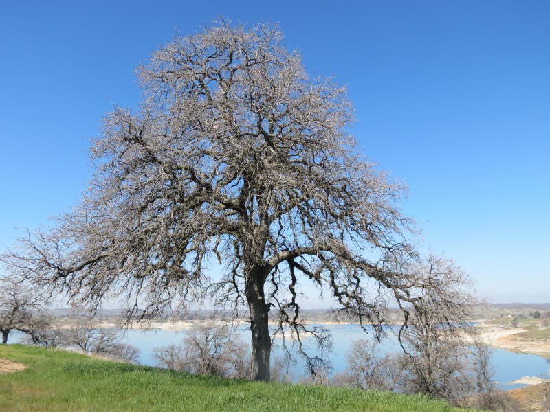 Umbrella Oak stock image. Image of color, springtime 55359013