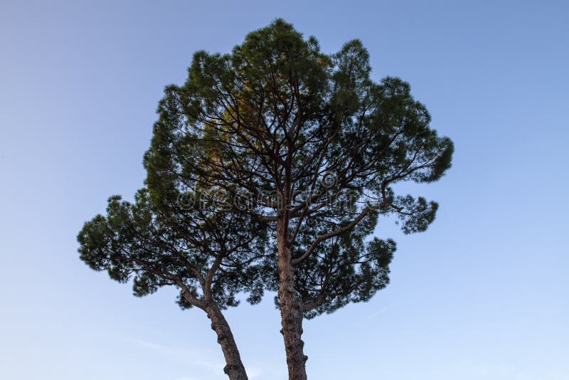 An Umbrella Pine in Italy stock photo. Image of scenic 136906462