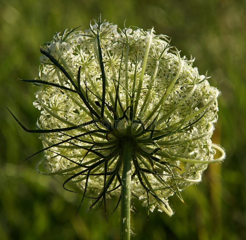 Umbrella Plant on a Spring Meadow Stock Photo Image of flower