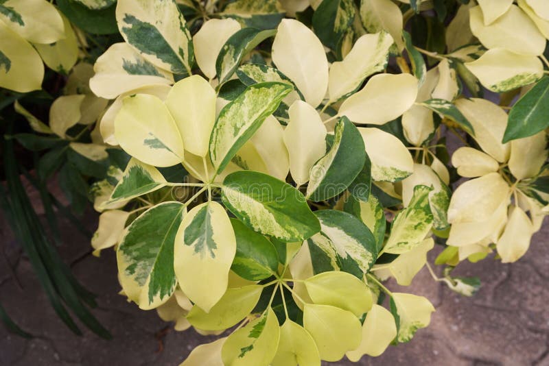 Umbrella Tree in Nature Garden Stock Image Image of evergreen