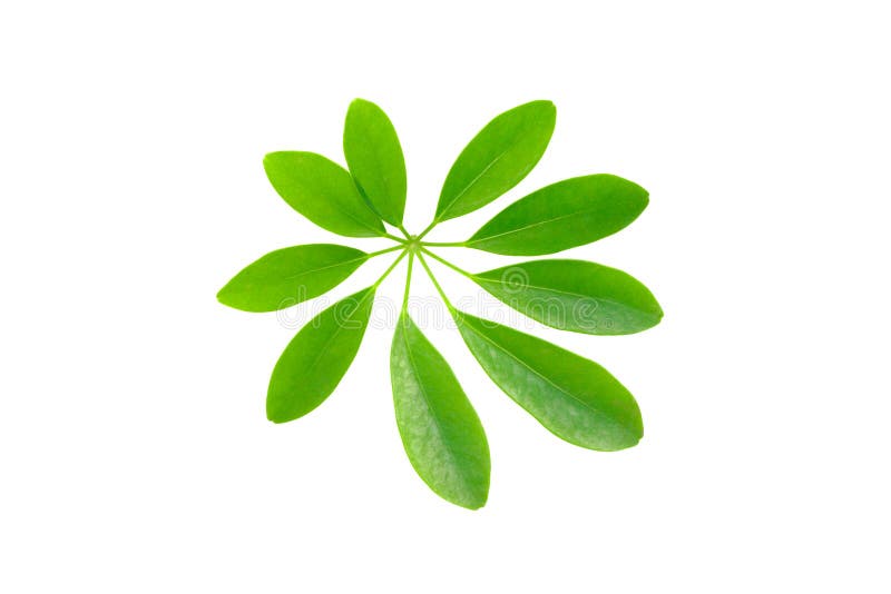 Umbrella Tree`s Leaves Isolated Stock Photo Image of botany, stem