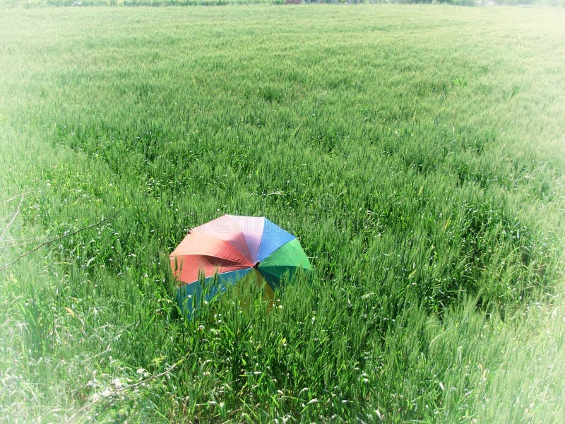 Red Umbrella on a Wheat Field Stock Photo Image of concept, field