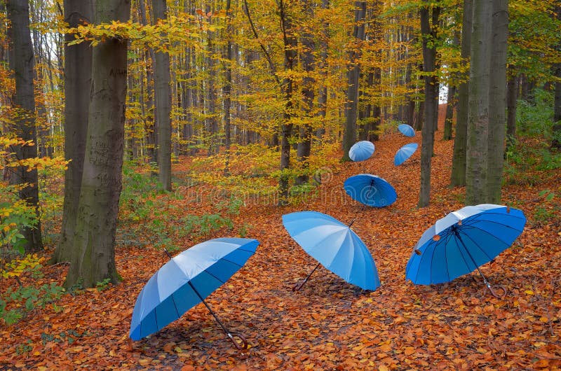 Blaue Schirme auf einer Spur in den Wald.