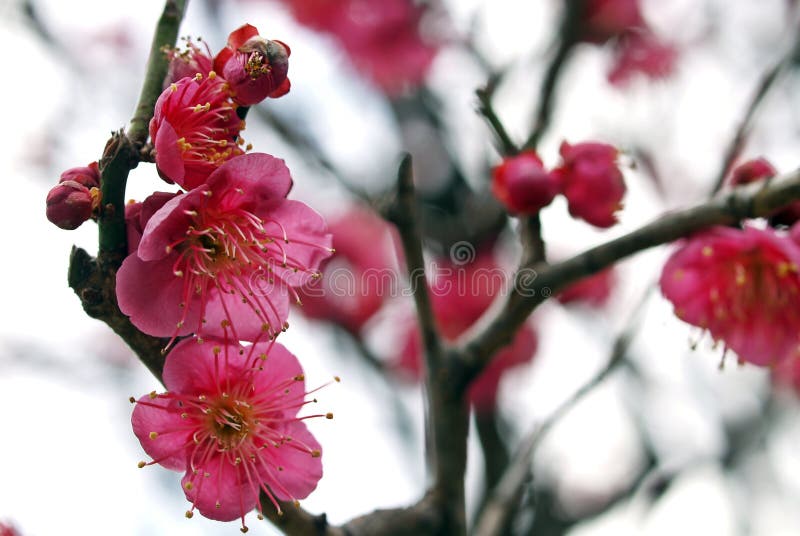 Ume Blossom stock photography Ume Blossom stock photography
