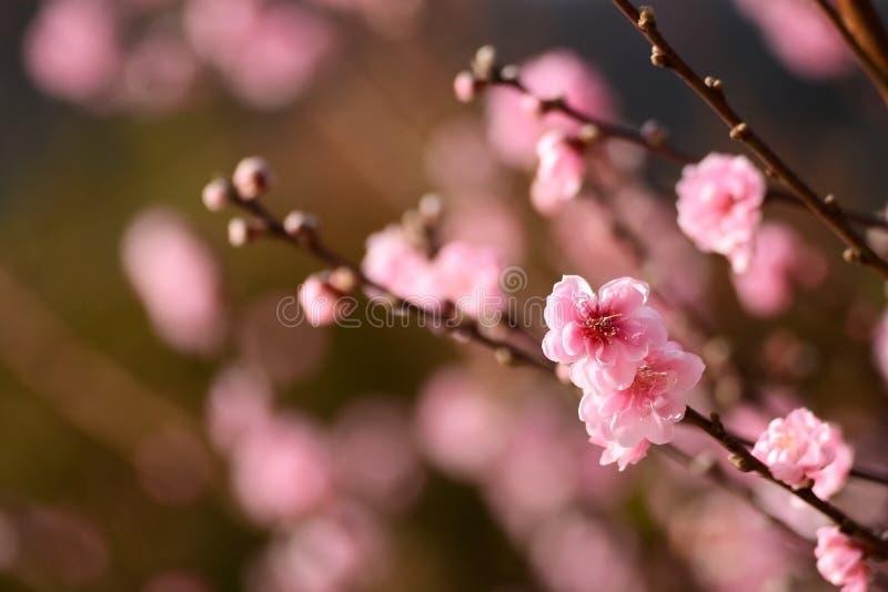 UME-Japanerpflaumeblüte