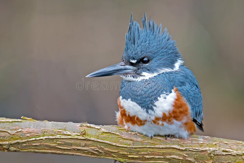 Female Belted Kingfisher Sitting on a branch. Female Belted Kingfisher Sitting on a branch.