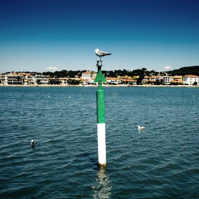 Umieszczający seagull zdjęcia stock