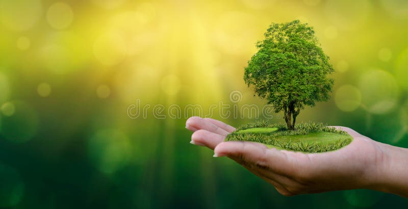 Umwelt-Tag der Erde in den Händen von den Bäumen, die Sämlinge wachsen Bokeh grünen die weibliche Hand des Hintergrundes, die Bau Umwelt-Tag der Erde in den Händen von den Bäumen, die Sämlinge wachsen Bokeh grünen die weibliche Hand des Hintergrundes, die Bau