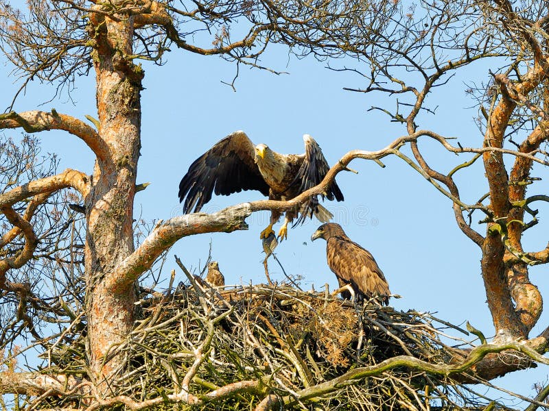 Un águila poderosa foto de archivo. Imagen de pico, fauna - 215970382