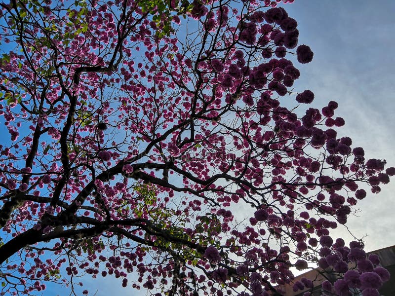 Un árbol De Cuerda Lleno De Flores En Medio De La Laguna De Pampulha Foto  de archivo - Imagen de medio, completo: 192500566