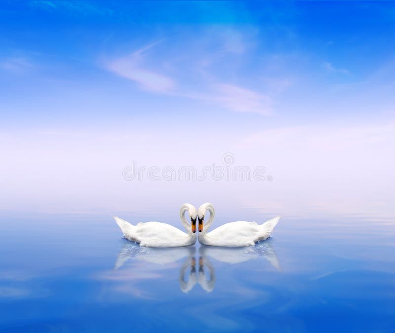 Un accoppiamento del cigno su una priorità bassa blu fotografie stock Un accoppiamento del cigno su una priorità bassa blu fotografie stock