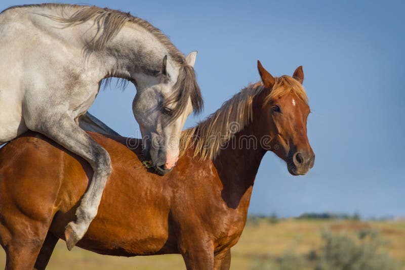 Accouplement Des Chevaux De Trait Un Accoppiamento Di Due Cavalli Immagine Stock - Immagine di coppie
