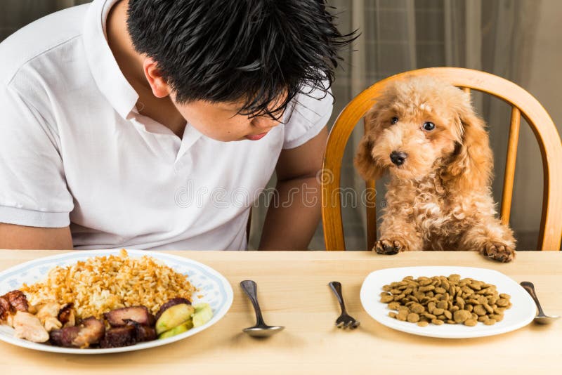 Un adolescent avec un chiot de caniche sur la table de salle à manger avec le plats de nourriture et égruge photo stock Un adolescent avec un chiot de caniche sur la table de salle à manger avec le plats de nourriture et égruge photo stock