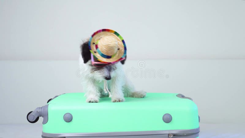 Un adorable chiot jack russell terrier dans un sombrero et des lunettes de soleil sur une valise regarde attentivement la caméra banque de vidéos