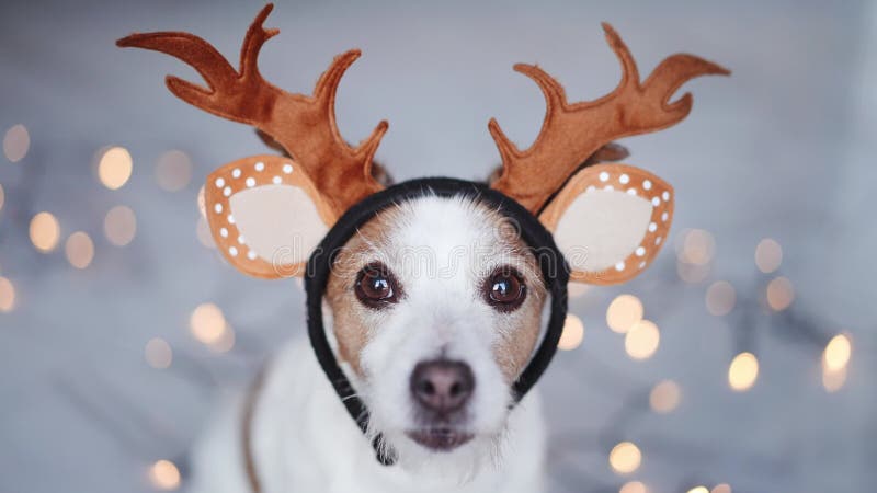 Un adorable jack russell terrier chien porte des bois de rennes prêts à célébrer banque de vidéos