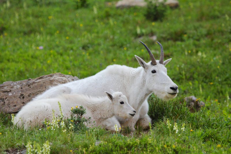 Un adulto e un bambino di due stambecchi risiedono accanto a ogni altro in prato verde in Glacier National Park Montana immagini stock libere da diritti Un adulto e un bambino di due stambecchi risiedono accanto a ogni altro in prato verde in Glacier National Park Montana immagini stock libere da diritti