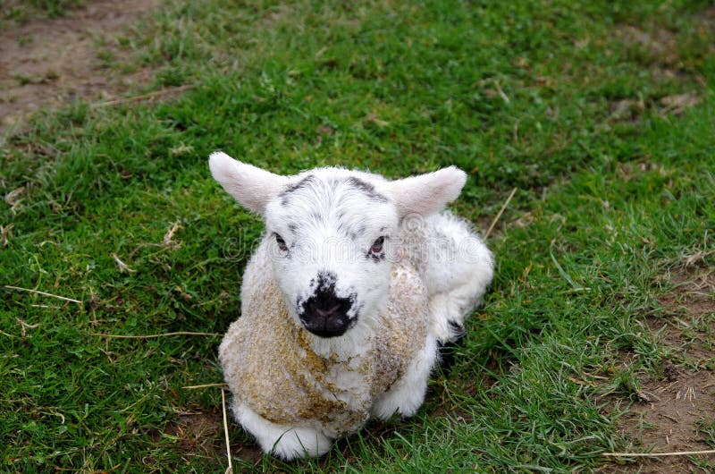 Un agnello sdraiato nell'erba immagini stock