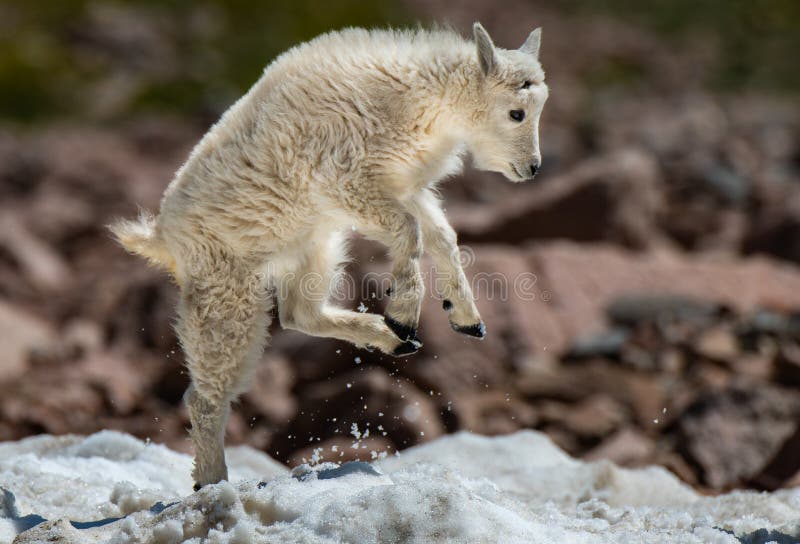 Un agnello dello stambecco del bambino che gioca rumorosamente nella neve fotografia stock Un agnello dello stambecco del bambino che gioca rumorosamente nella neve fotografia stock