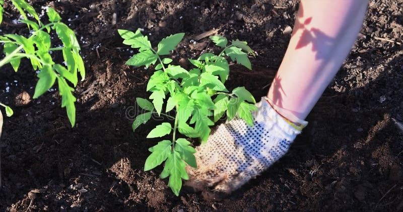 Un agricoltore che giardinava nel giardino biologico piante giovani una piantina di pomodoro.