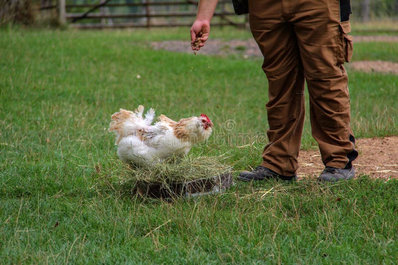 Un agricoltore nel pollo d'alimentazione del miglio dell'iarda del pollame fotografia stock Un agricoltore nel pollo d'alimentazione del miglio dell'iarda del pollame fotografia stock