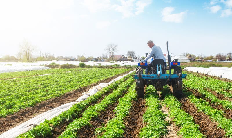 A farmer on a tractor loosens the soil and removes weeds on a potato plantation. Improving air access and water holding capacity. Crop care. Farming agricultural industry. Small farming. A farmer on a tractor loosens the soil and removes weeds on a potato plantation. Improving air access and water holding capacity. Crop care. Farming agricultural industry. Small farming