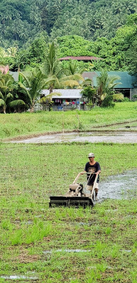 Un agriculteur philippin travaillant dur sur sa rizière images stock Un agriculteur philippin travaillant dur sur sa rizière images stock