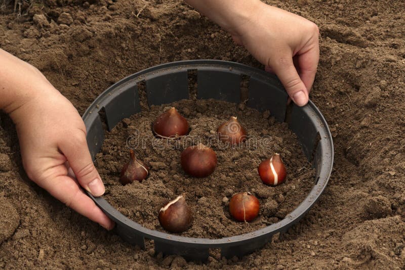 Un Agriculteur Plante Des Bulles De Tulipe. Comment Planter Des Bulbes De  Tulipe En Plein Air à L'automne Ou Au Printemps. Vue Du Photo stock - Image  du accroissement, fond: 228825626