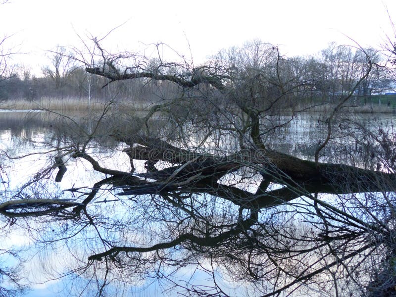 Un albero caduto nell'acqua con il reflaction fotografie stock Un albero caduto nell'acqua con il reflaction fotografie stock