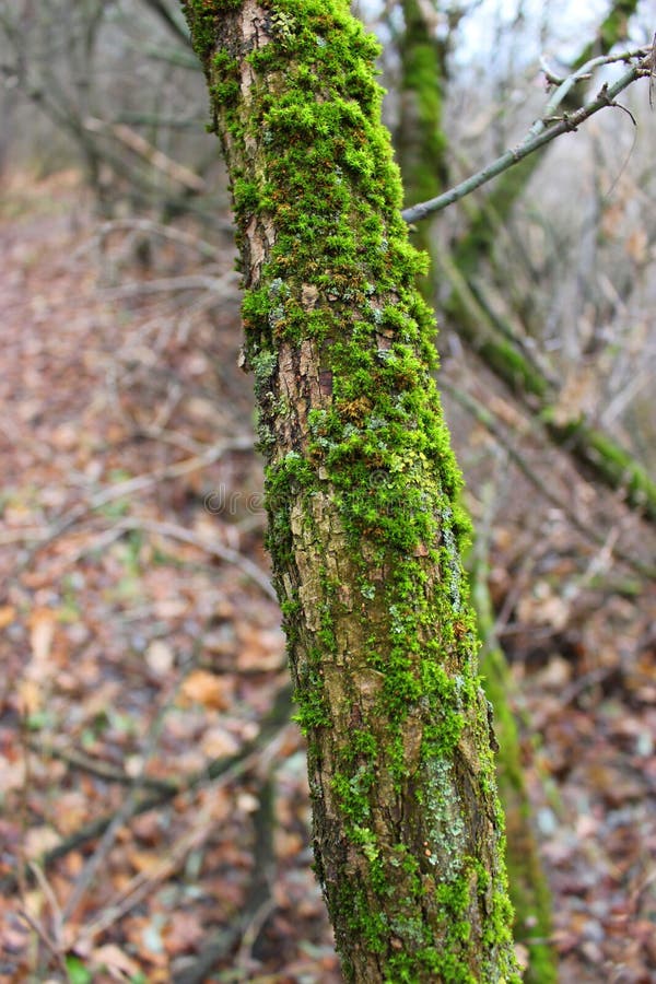Un albero coperto di muschio fotografia stock libera da diritti Un albero coperto di muschio fotografia stock libera da diritti