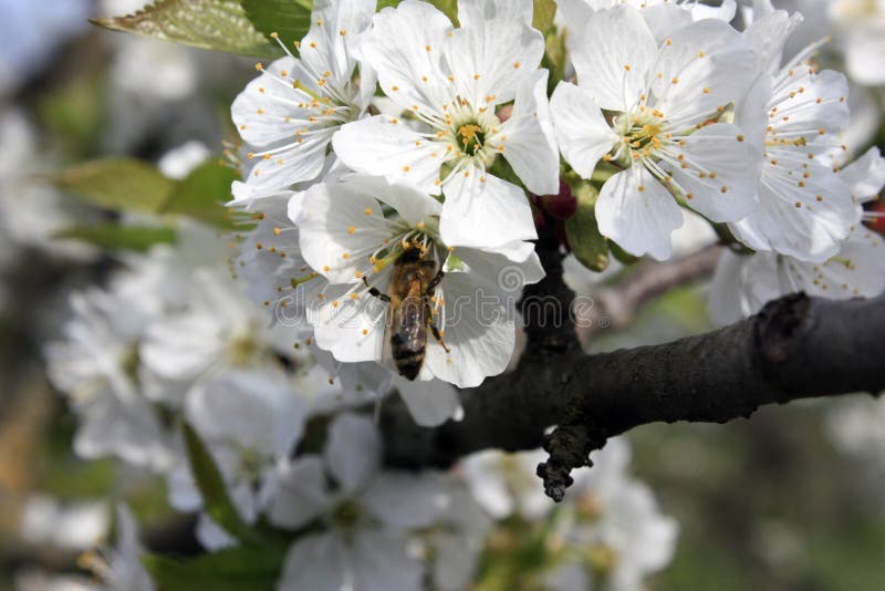 Un albero da frutto di fioritura con un'ape su un fiore bianco-rosa Fondo vago, chiaro giorno di molla soleggiato Macro foto fotografia stock Un albero da frutto di fioritura con un'ape su un fiore bianco-rosa Fondo vago, chiaro giorno di molla soleggiato Macro foto fotografia stock