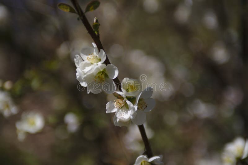 Un albero dei fiori di ciliegia selvatica in primavera immagine stock libera da diritti Un albero dei fiori di ciliegia selvatica in primavera immagine stock libera da diritti