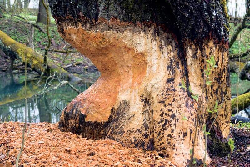 A huge two-hundred-year-old tree is gnawed by beavers on the river bank. A huge two-hundred-year-old tree is gnawed by beavers on the river bank