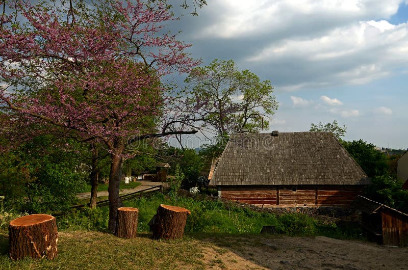 Un albero di fioritura con i fiori porpora si sviluppa accanto ai ceppi di legno immagini stock Un albero di fioritura con i fiori porpora si sviluppa accanto ai ceppi di legno immagini stock