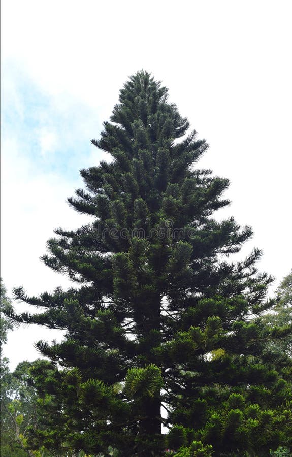 Un albero di Natale alto enorme contro le nuvole ed il cielo blu bianchi - sfondo naturale immagine stock Un albero di Natale alto enorme contro le nuvole ed il cielo blu bianchi - sfondo naturale immagine stock