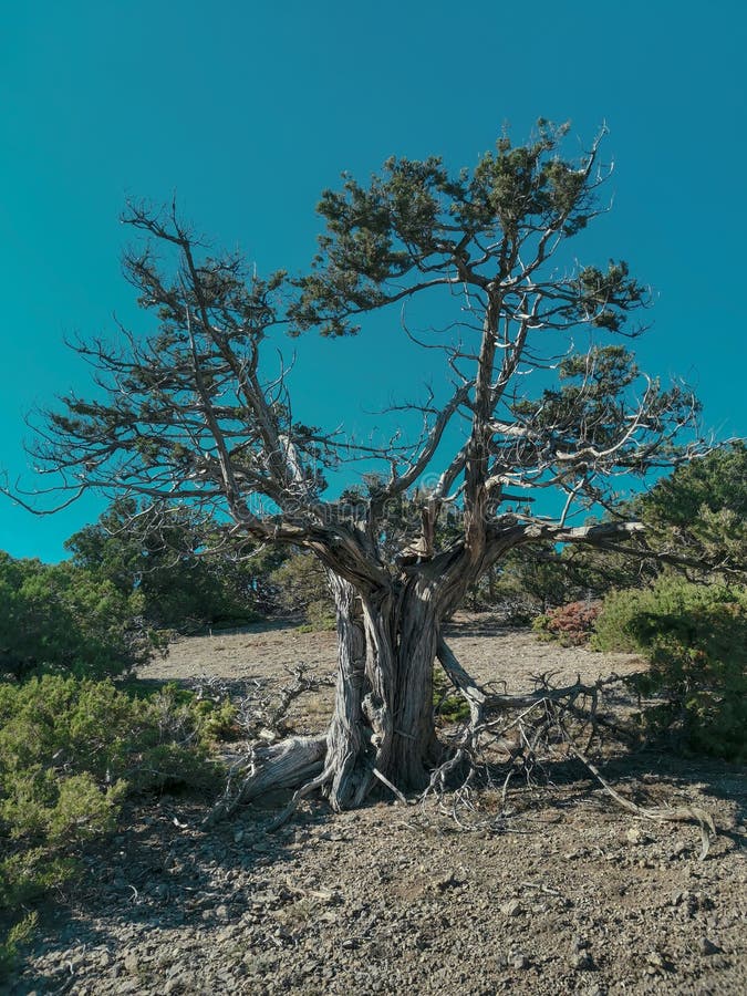 Un albero dimezzato nella cremischia immagine stock libera da diritti