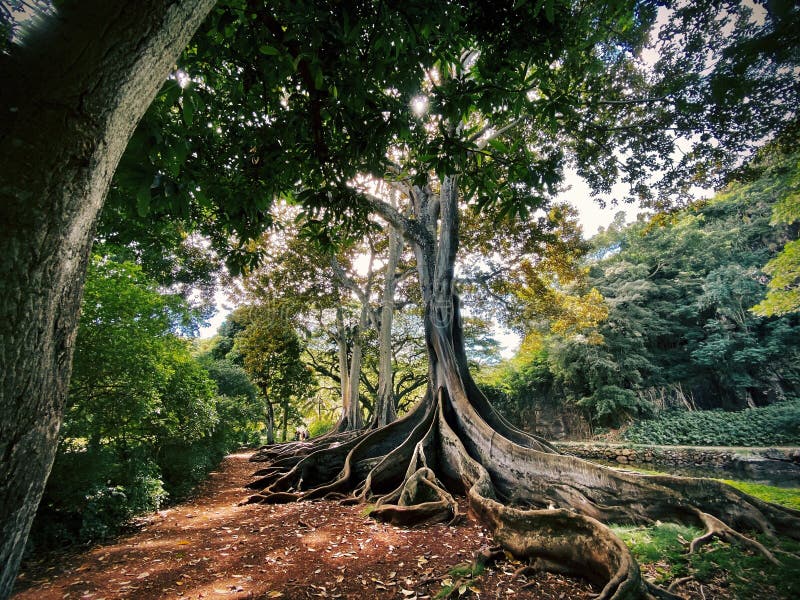 Un albero esotico con le radici a terra in mezzo a una bella foresta