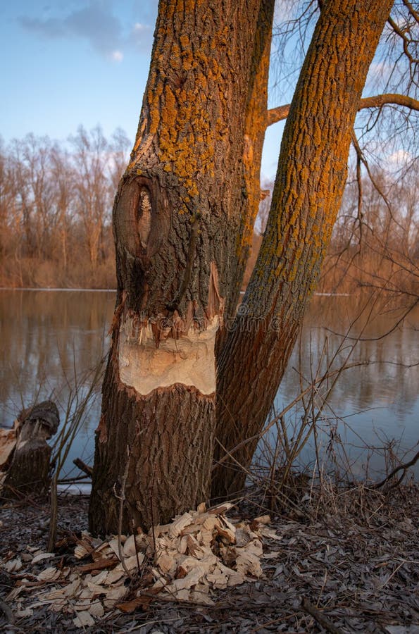 A tree gnawed by beavers on the river bank in the rays of the setting sun. A tree gnawed by beavers on the river bank in the rays of the setting sun