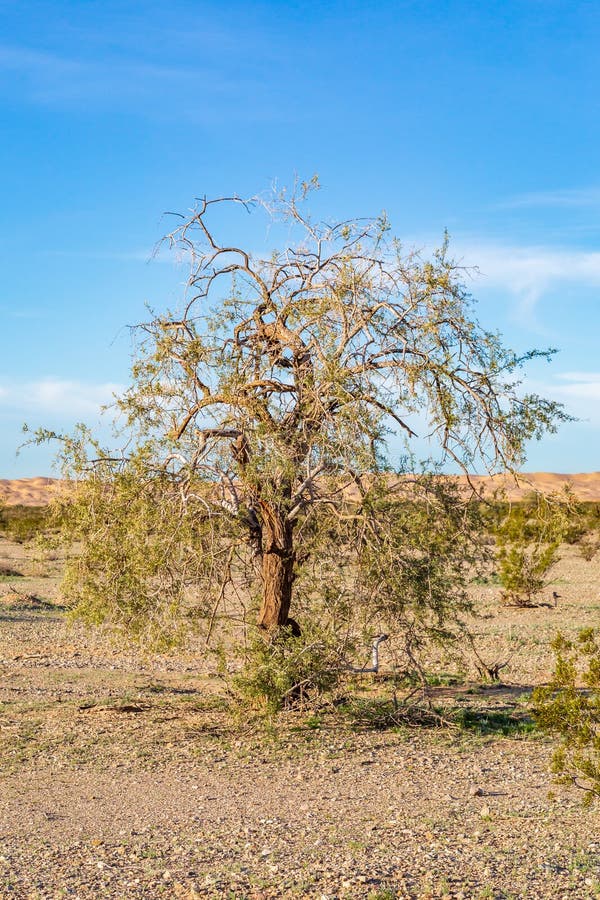 Un albero nel deserto californiano fotografia stock Un albero nel deserto californiano fotografia stock