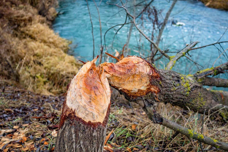 A tree bitten by beavers outdoor. A tree bitten by beavers outdoor