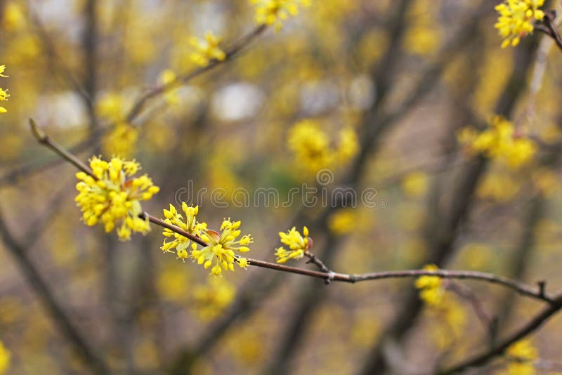 Un albero sta fiorendo dogwood fotografia stock libera da diritti Un albero sta fiorendo dogwood fotografia stock libera da diritti