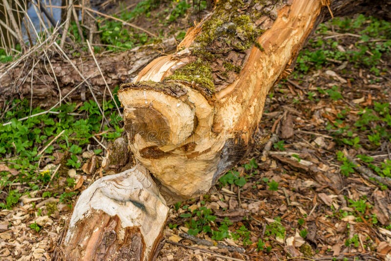 A tree by the river gnawed by beavers. A tree by the river gnawed by beavers