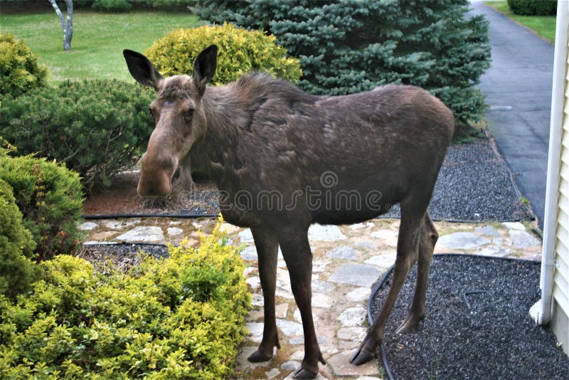 A cow moose, standing in the front pathway of a house  staring at the photgrapher. A cow moose, standing in the front pathway of a house  staring at the photgrapher