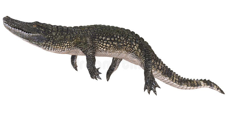 Un alligator d'image de référence d'isolement sur l'illustration blanche du fond 3d illustration libre de droits