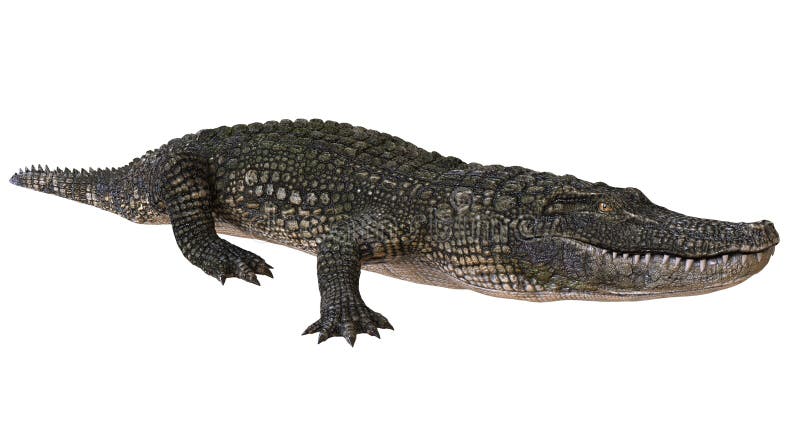 Un alligator d'image de référence d'isolement sur l'illustration blanche du fond 3d illustration libre de droits